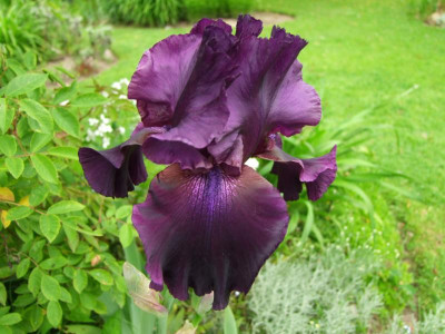 2017_0603IrisIris0079.JPG