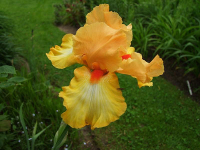 2017_0603IrisIris0080.JPG