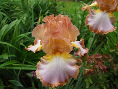 2017_0603IrisIris0082.JPG