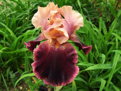 2017_0603IrisIris0085.jpg
