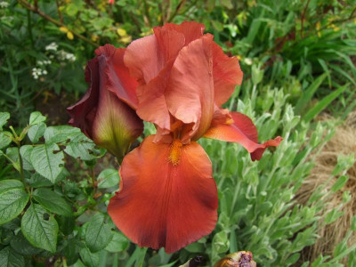 2017_0603IrisIris0089.jpg