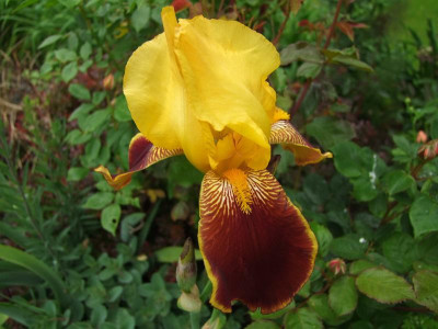 2017_0603IrisIris0093.jpg