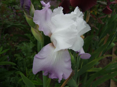 2017_0603IrisIris0108.JPG