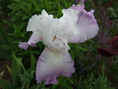 2017_0603IrisIris0109.JPG