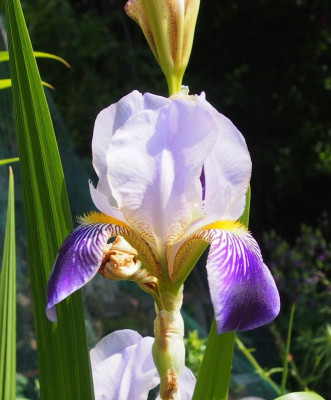 Iris-axel.jpg