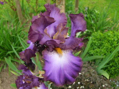 2017_0603IrisIris0117.JPG
