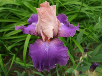 2017_0603IrisIris0141.JPG