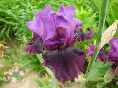 2017_0603IrisIris0139.jpg