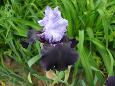 2017_0603IrisIris0150.JPG