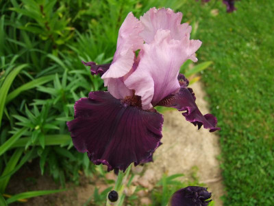 2017_0603IrisIris0153.jpg