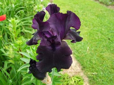 2017_0603IrisIris0155.JPG
