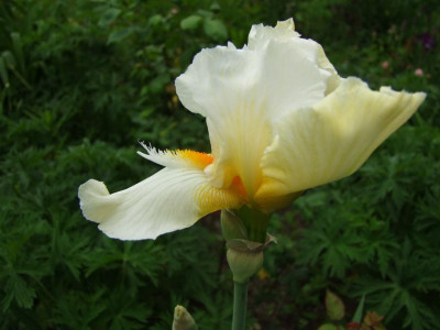 2017_0603IrisIris0174.JPG