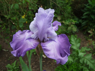 2017_0603IrisIris0203.jpg