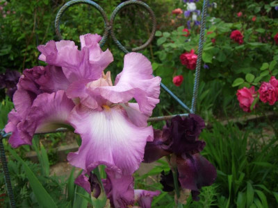 2017_0603IrisIris0241.JPG