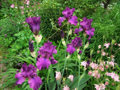 2017_0603IrisIris0251.jpg