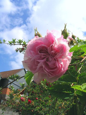 Sommerlicher_Himmel.jpg