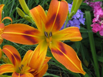 IMG_blutorange3_1067x800.jpg