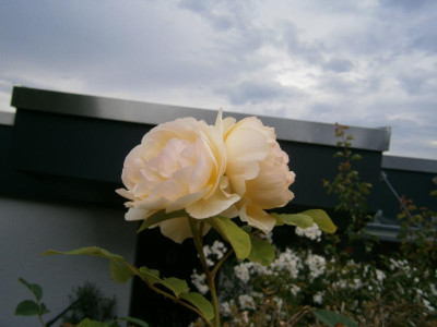 Rosenblüte Juni17 002.JPG