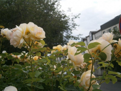 Rosenblüte Juni17 001.JPG