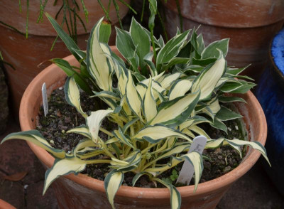 Hosta-LittleJay.17-1.jpg