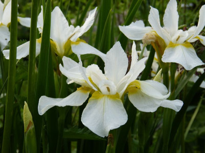 2017-06-03 Iris sibirica 'Fourfold White'.jpg