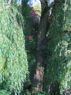 Trauerweide.jpg