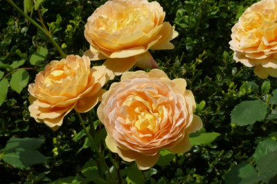 Rose_1f.JPG