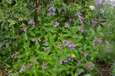 Penstemon_fruticosus.17-1.jpg