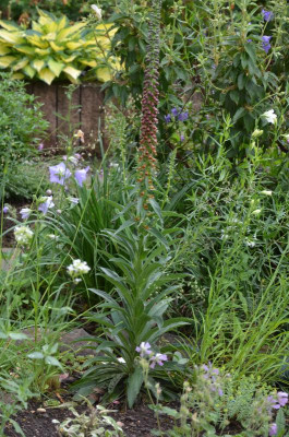 Digitalis_parviflora.17-1.jpg