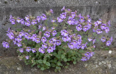 Chaenorhinum_origanifolium.17-1.jpg