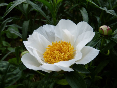 2017-06-03 Paeonia.jpg