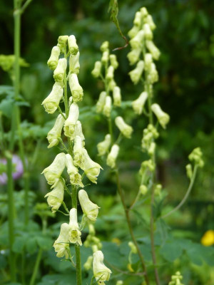 2017-06-03 Aconitum vulparia.jpg