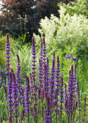 2017-06-03 Gartenimpressionen 2.jpg