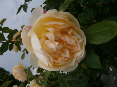 Rosenblüte Juni17 004.JPG