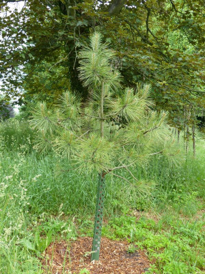2017-06-03 Pinus jeffreyi pur.jpg