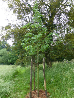 2017-06-03 Tilia cordata pur.jpg
