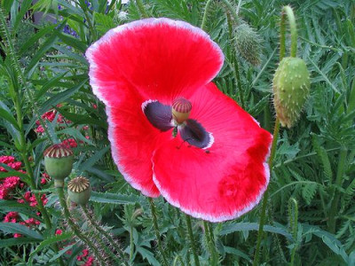 Klatschmohn.jpg