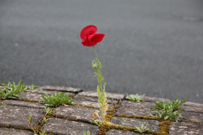 Mohn in Fuge 2 IMG_8740.jpg