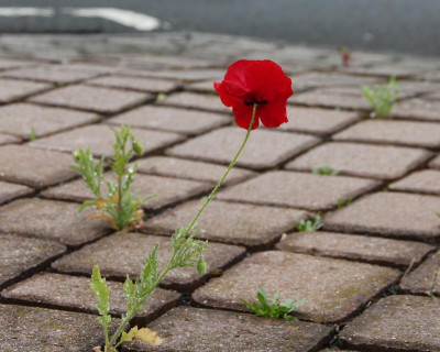Mohn in Fuge 1 IMG_8739_2.jpg