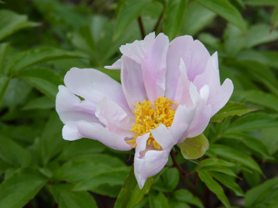2017-06-03 Paeonia 'Bowl of Beauty'.jpg