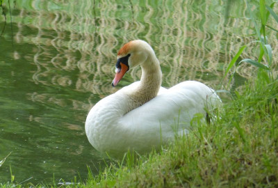 2017-06-03 Schlosspark Wiesenburg 2.jpg