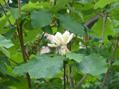 2017-06-03 Schlosspark Wiesenburg Magnolia obovata.jpg