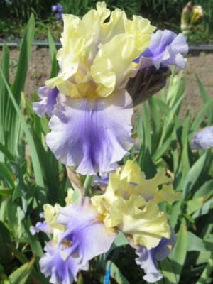 Iris TB 'Edith Woolford'_5210.jpg