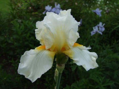 2017_0603Irisabend0076.JPG