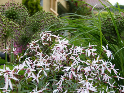 2017-06-03 Gillenia trifoliata 'Pink Profusion'.jpg