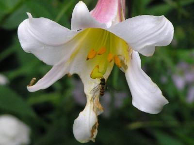 Lili-1b.jpg