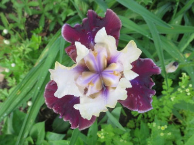 Iris TB 'Finalist'_5254.jpg