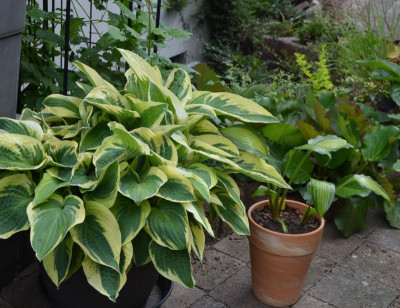 Hosta-WideBrim.17-1.jpg