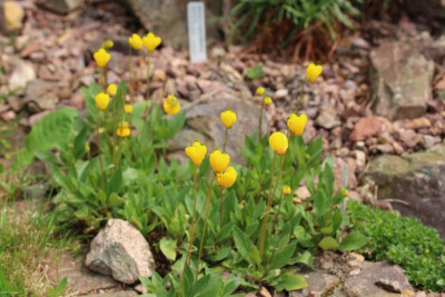 Calceolaria lanceolata 03.06.17.jpg