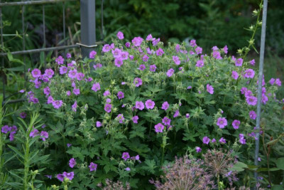 Geranium0717.JPG